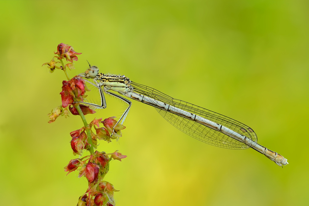 Platycnemis pennipes