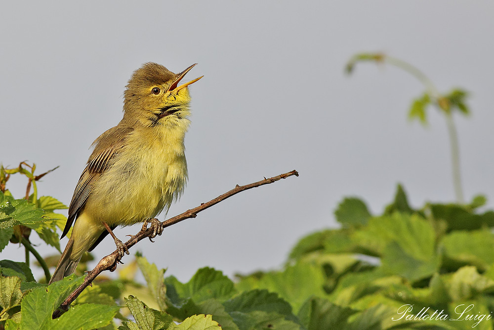 Canapino (Hippolais polyglotta​)