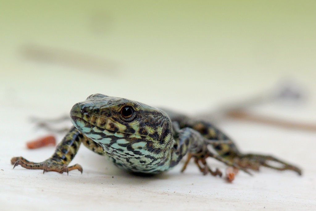 ****** T'ho visto *****