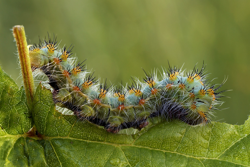 Saturnia Pavoniella ( bruco livrea azzurra )
