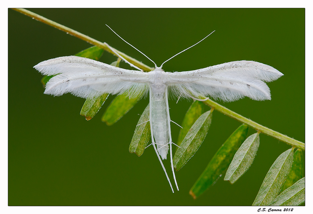 Alucita pentadactila