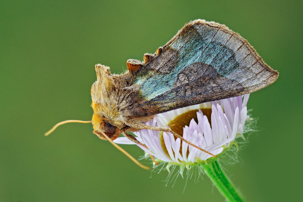 Diachrysia stenochrysis