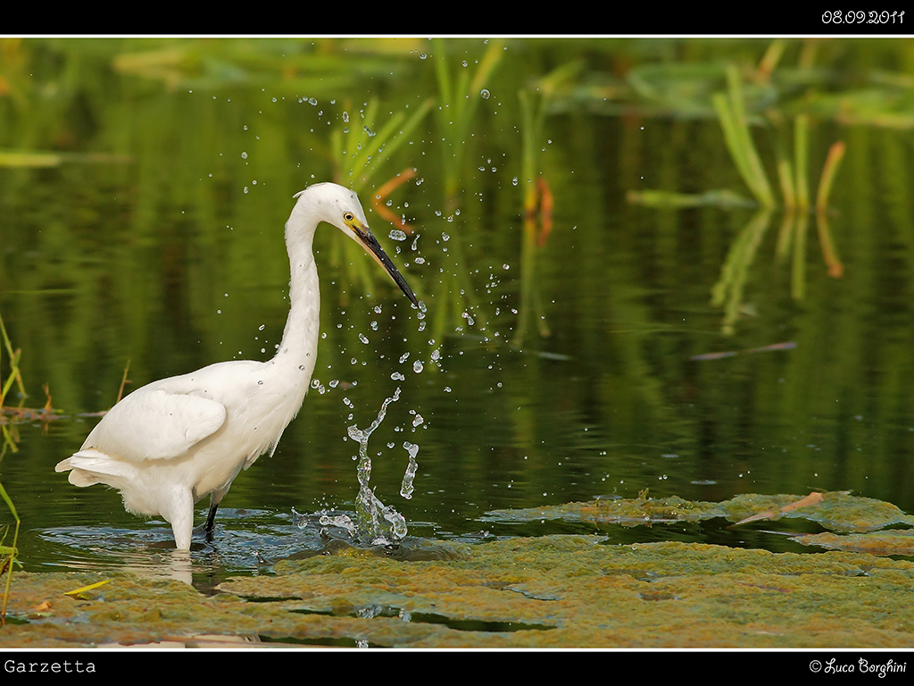 Garzetta # 5