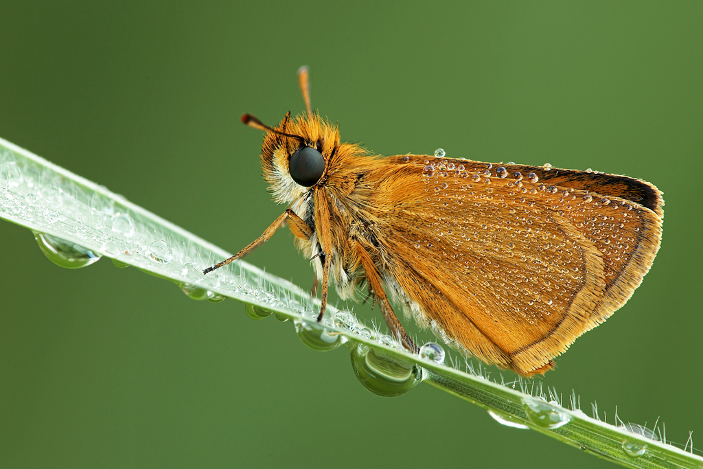 Thymelicus Sylvestris