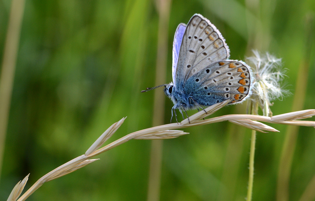 Butterfly on the grain