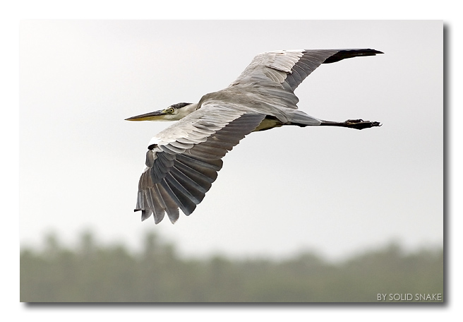 Airone Cenerino in volo