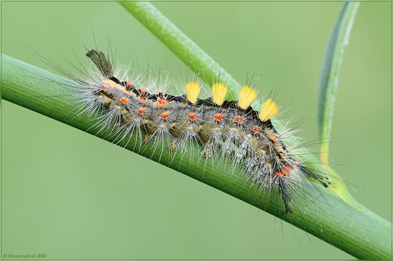 Orgyia antiqua (Linnaeus, 1758) Lepidoptera Erebidae