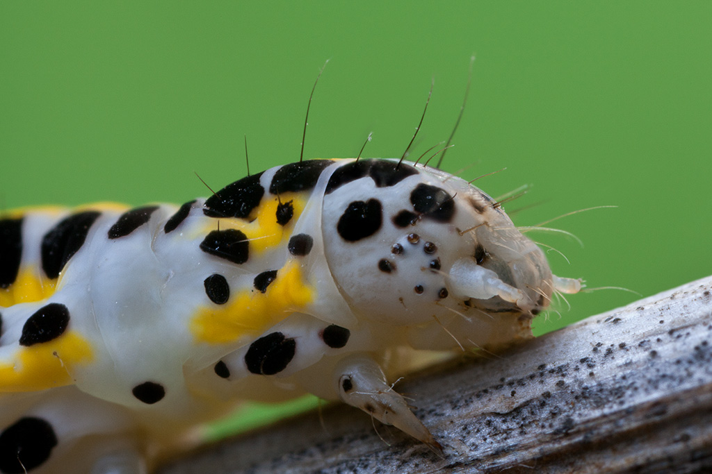 Ritratto ravvicinatissimo  (Pontia edusa)