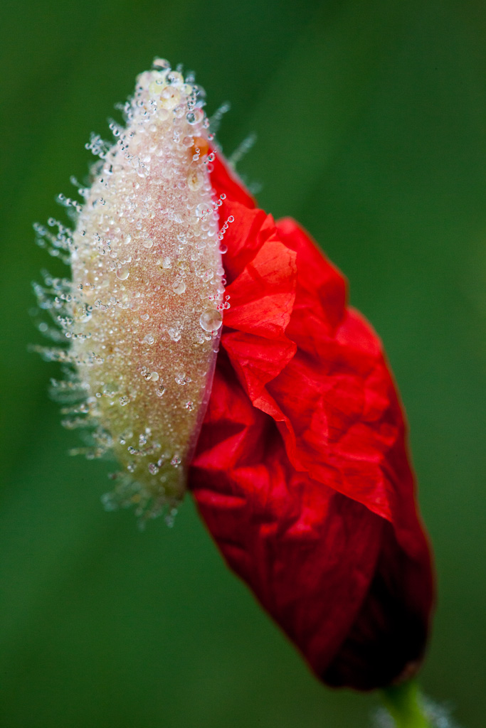 Papavero ingioiellato