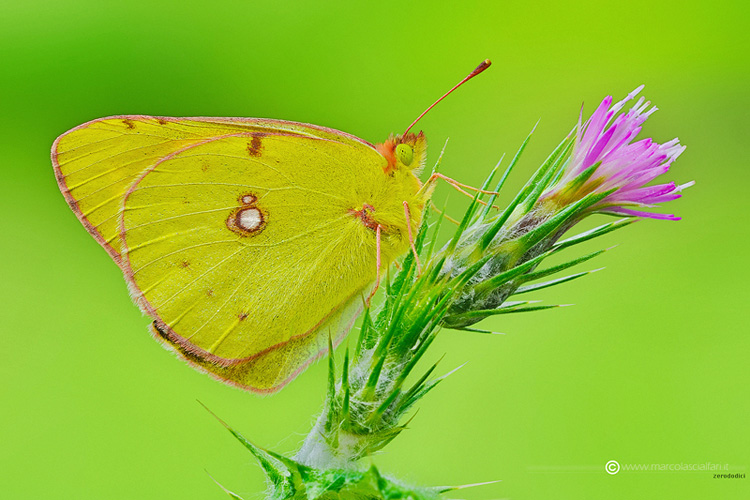 Colias croceus (Fourcroy, 1785)