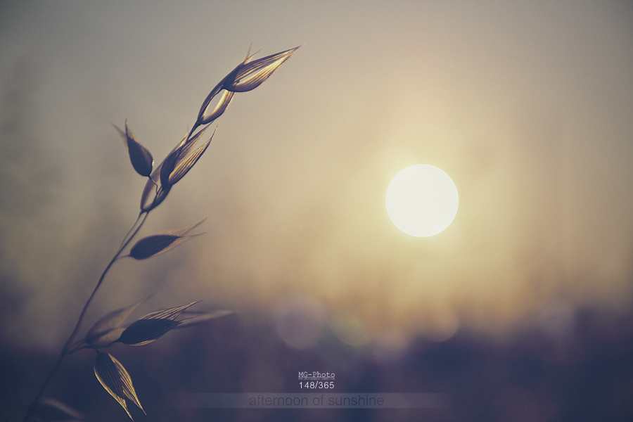 148-365 shot project