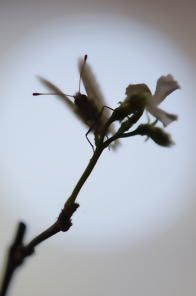 Farfalla...civetta