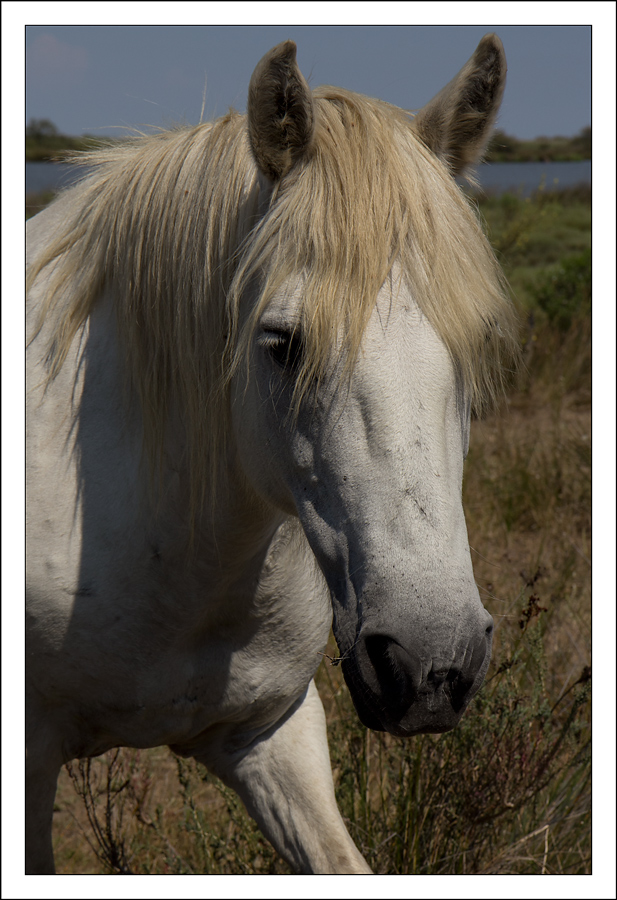 camargue