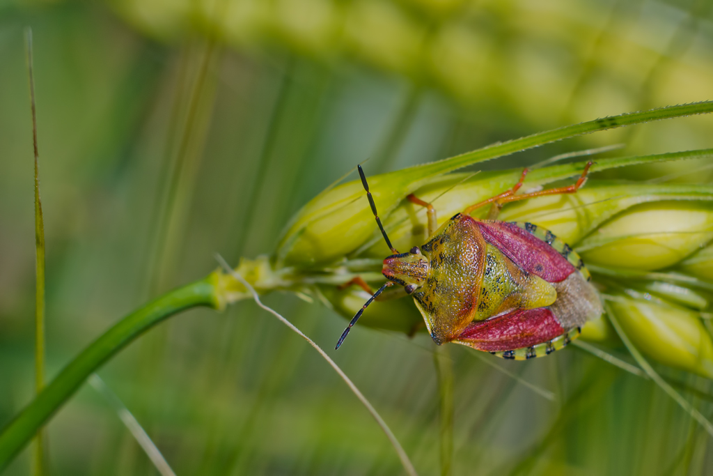 la cimice e il grano