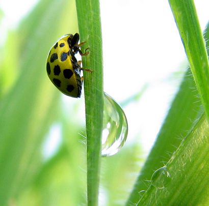Il mondo di coccinella