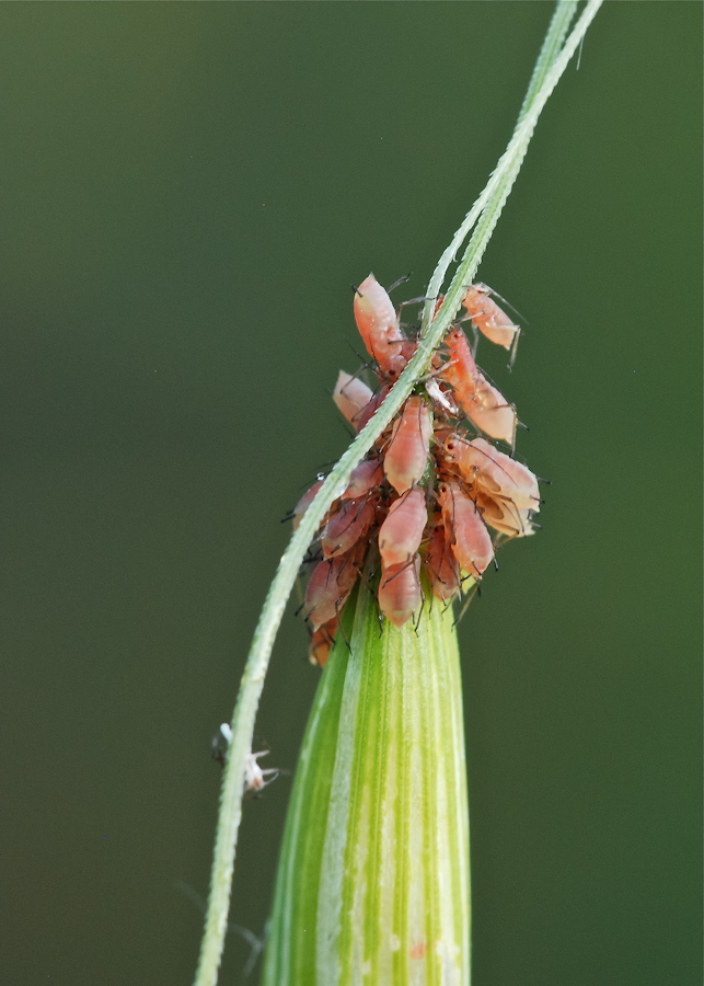 Acari su spiga di avena