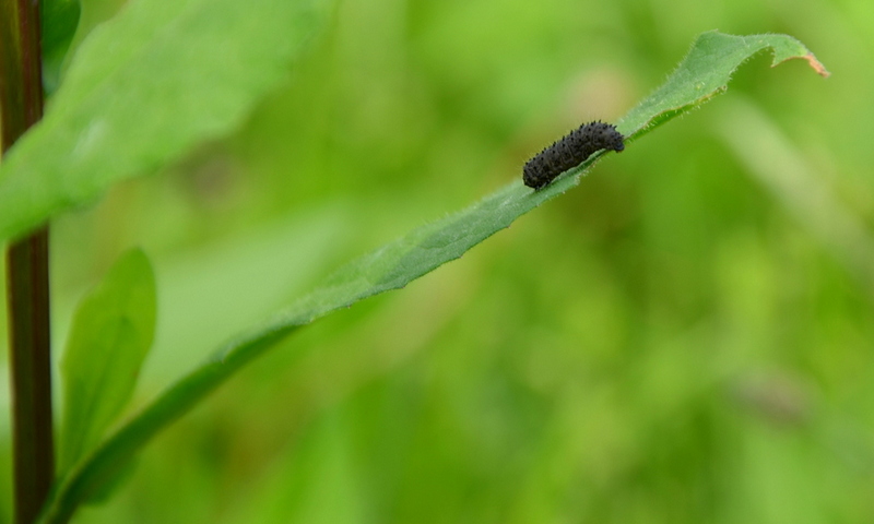 Leggero come una piuma