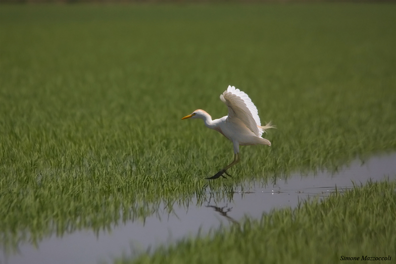 Airone Guardabuoi - Bubulcus ibis Linnaeus