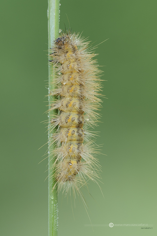 Diaphora mendica (Clerck, 1759)