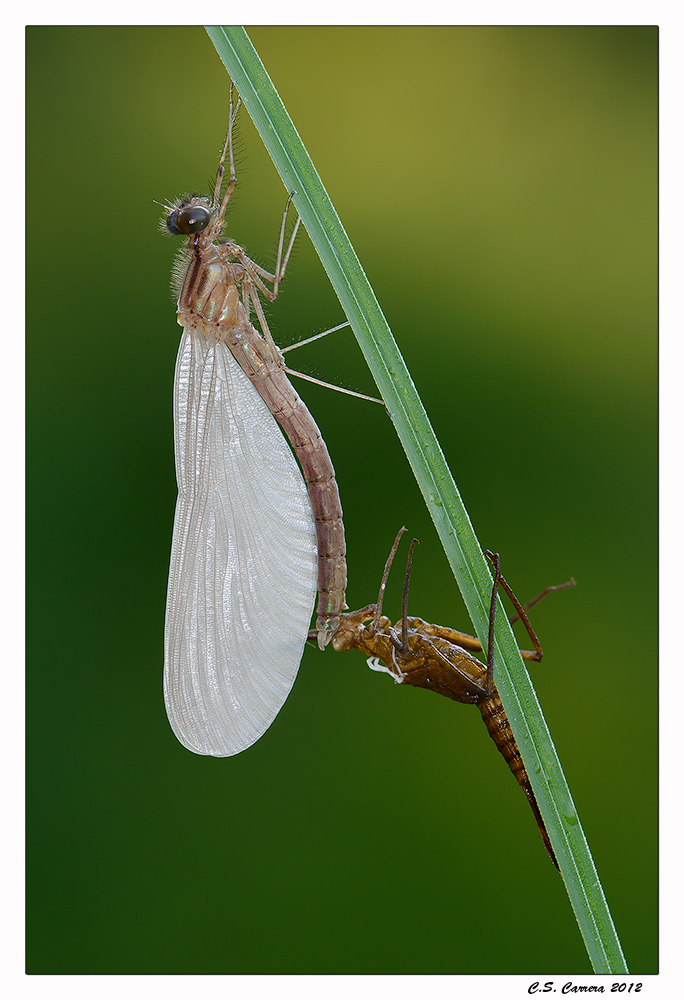 Exuvia di Calopteryx