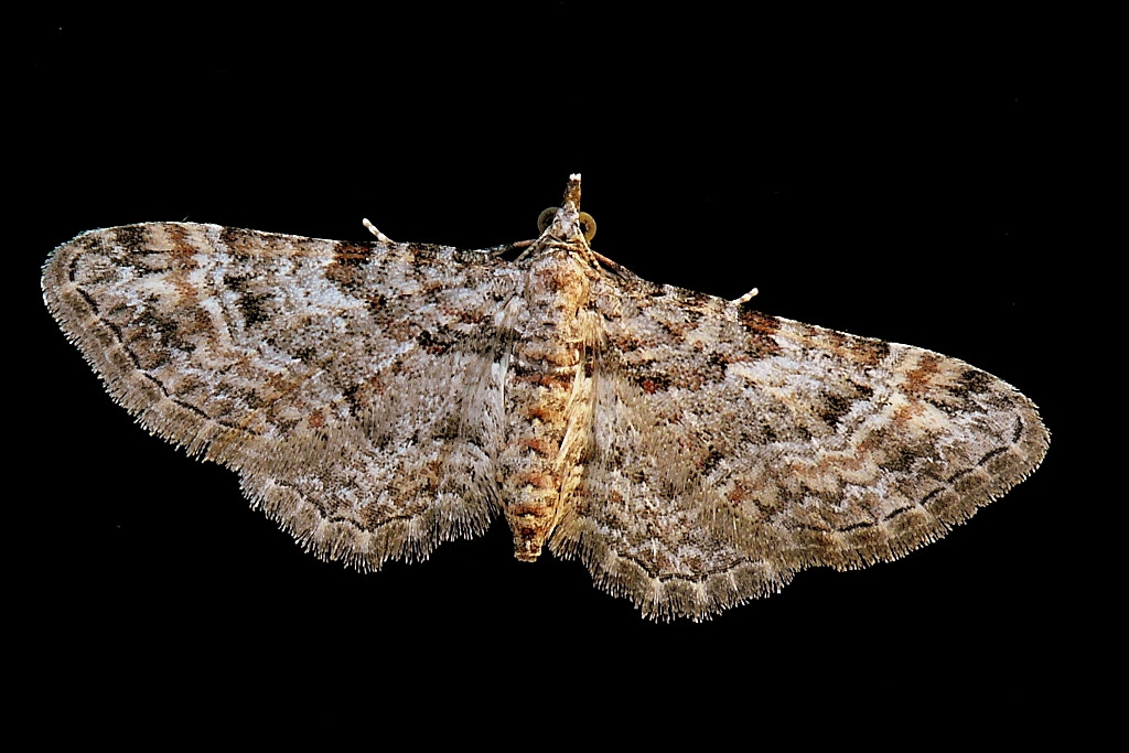 ***** Nefertiti *****