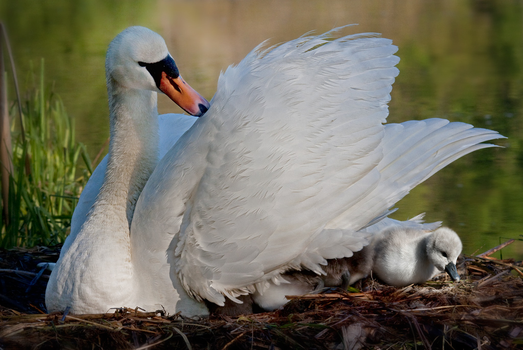 mi proteggo sotto l'ala della mamma
