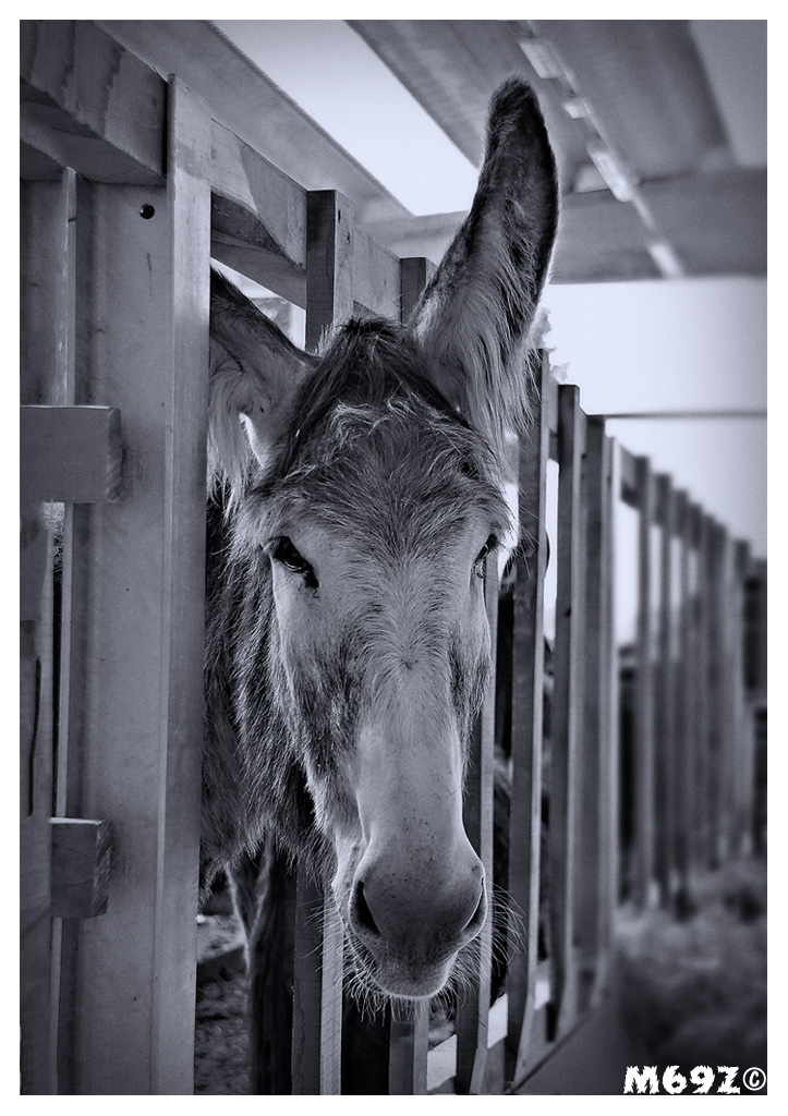 Che asino 'sto fotografo...