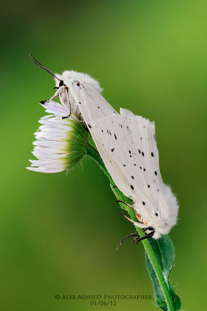 Spilosoma lubricipedum