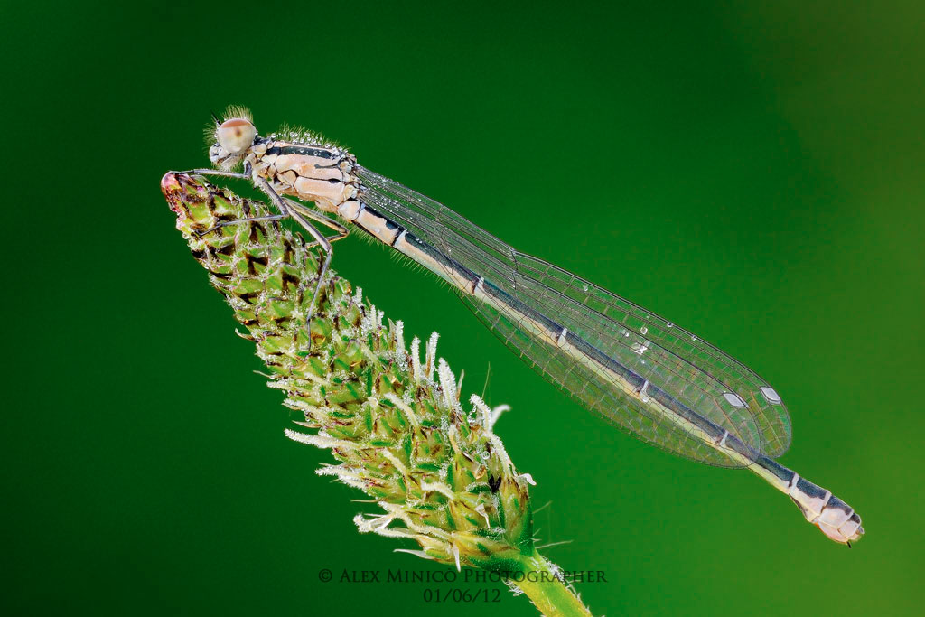Coenagrion puella