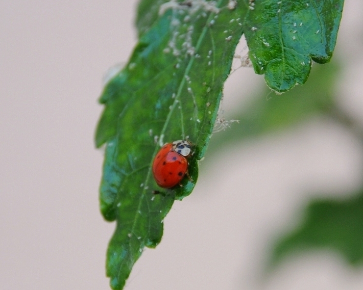 coccinella nel mio giardino