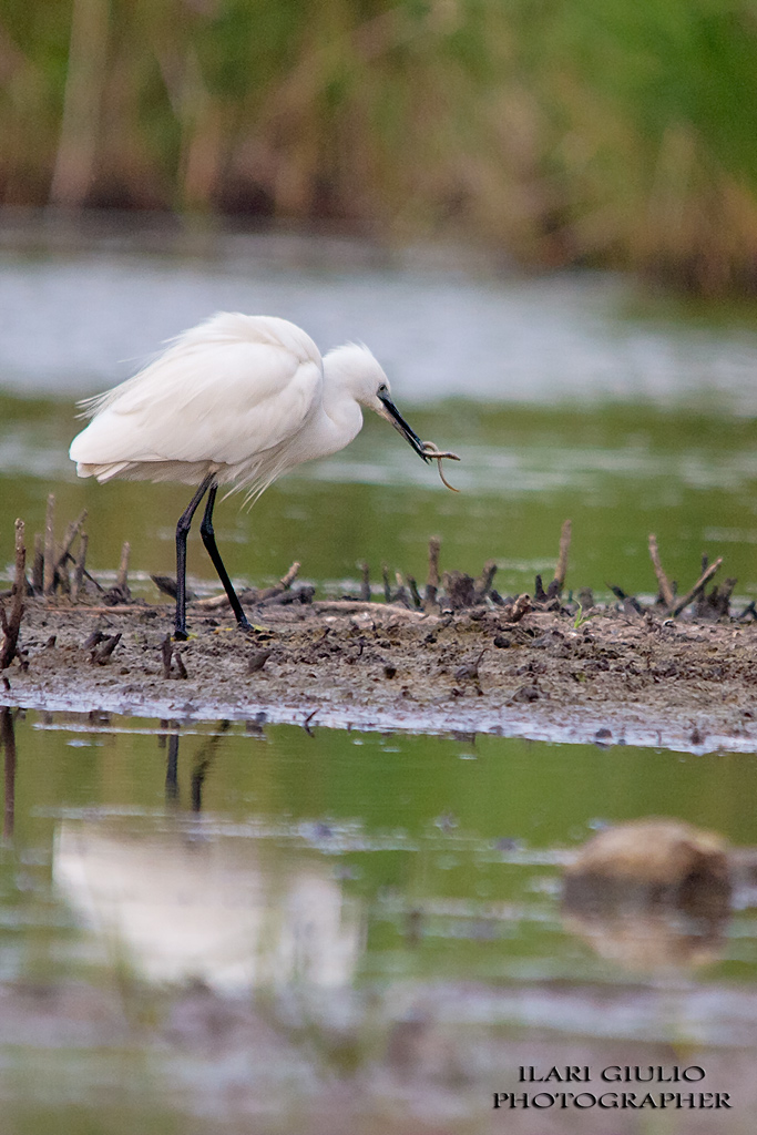 la garzetta e la biscia