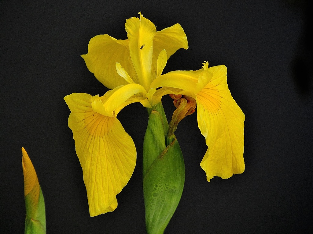 Iris
