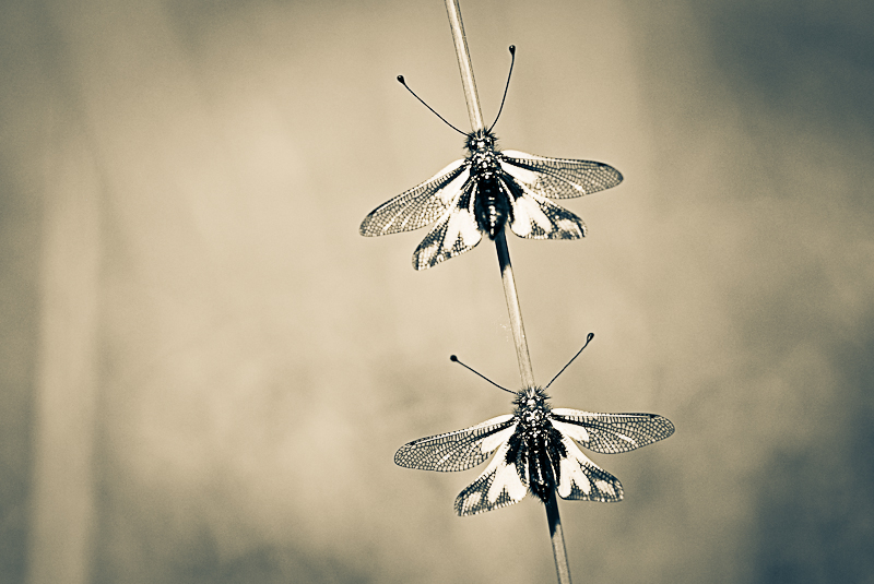 Sincro2 - Libelloides coccajus