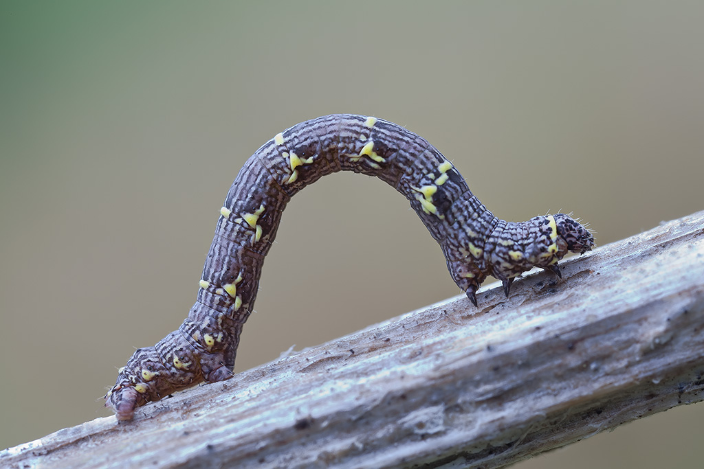 Bruco acrobata (Agriopis aurantiaria)