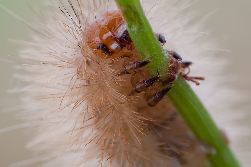 incontro ravvicinato