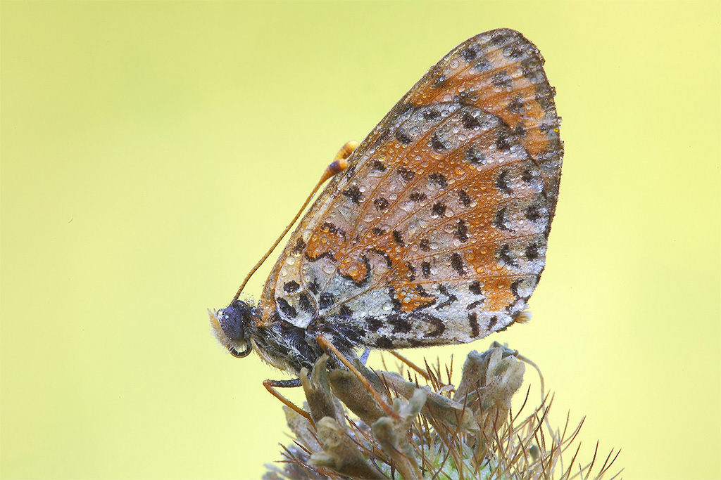 Un'Altra Farfa...!!!