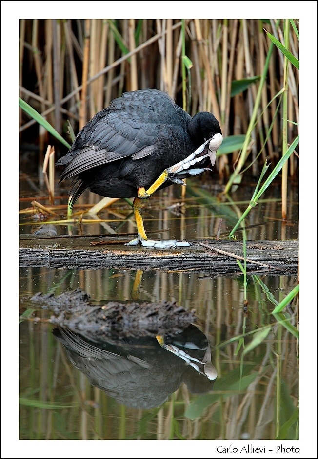 Folaga in posa insolita