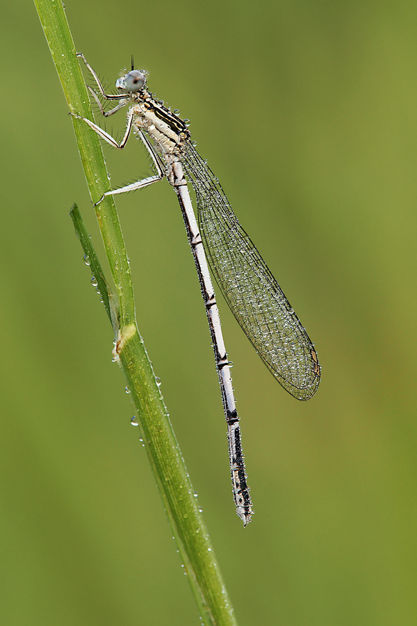 Coenagrion Puella (?)