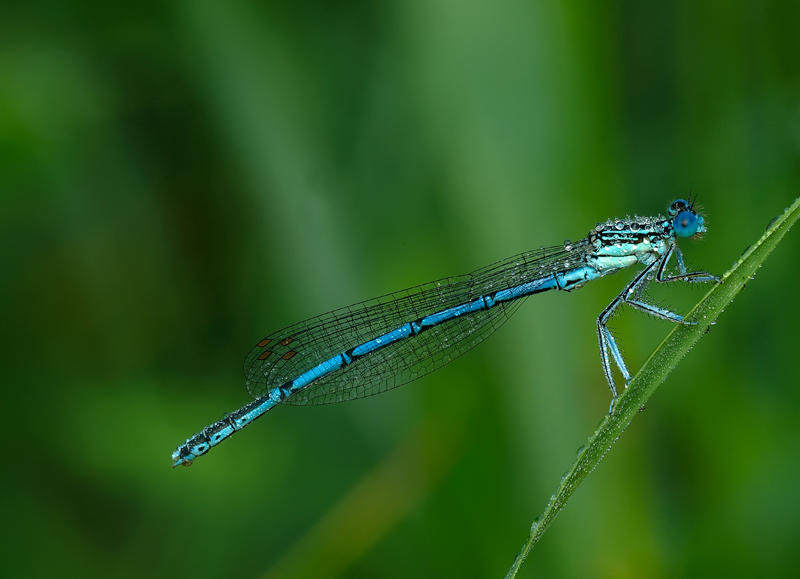 coenagrion o platycnemenis pennpipes?