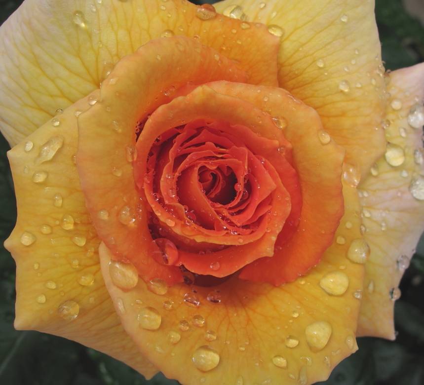 Rosa bagnata dalla rugiada