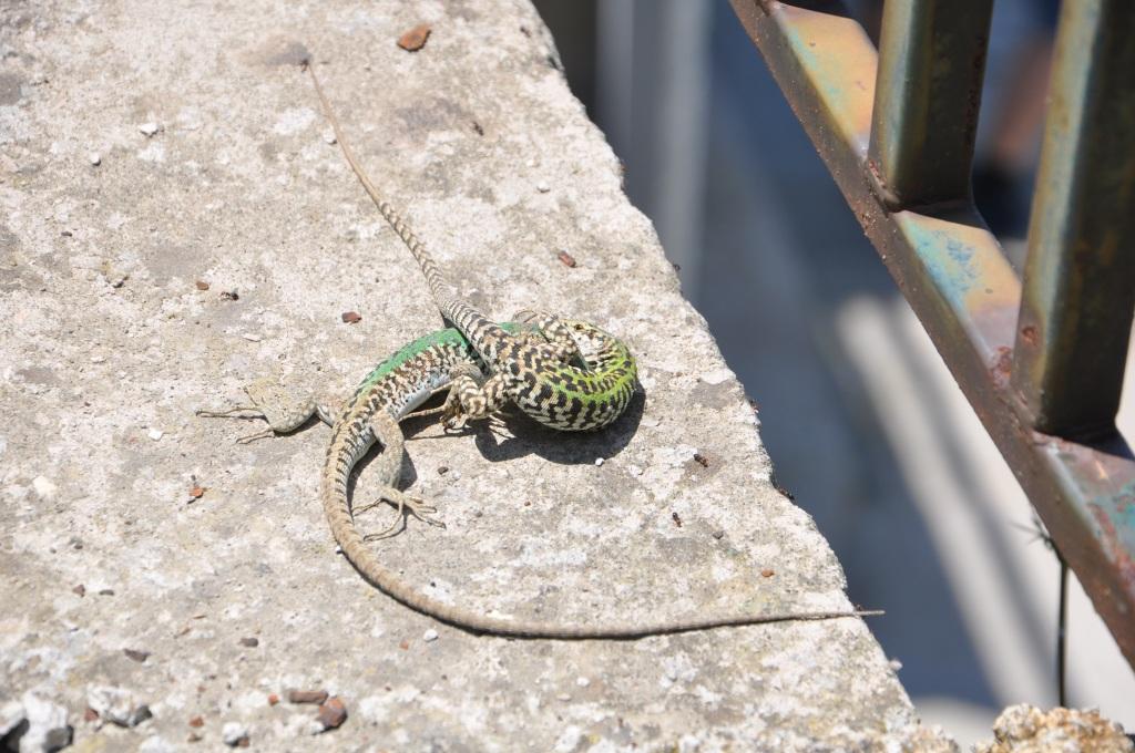 lucertole in accoppiamento