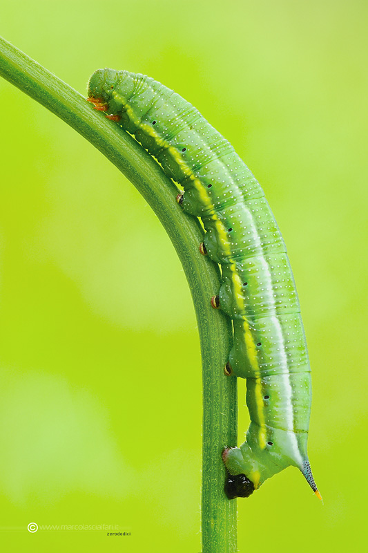 Macroglossum stellatarum (Linnaeus, 1758)