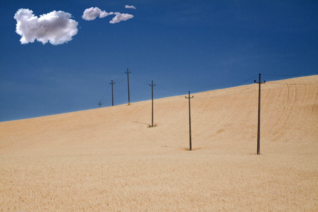 L'oro di campagna ....