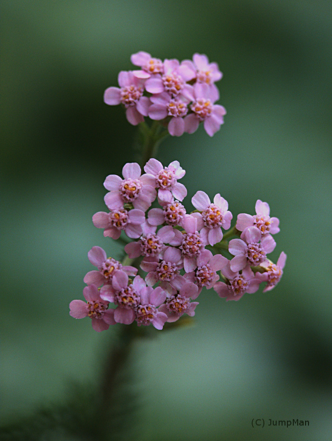 Achillea millefoglie