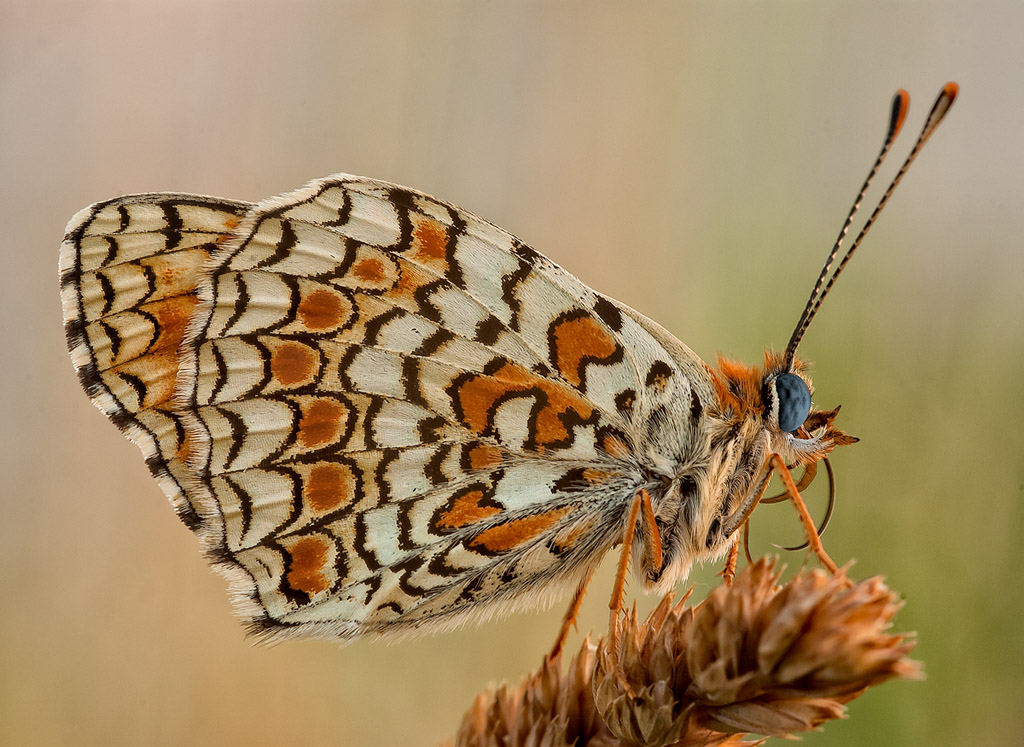Melitaea phoebe