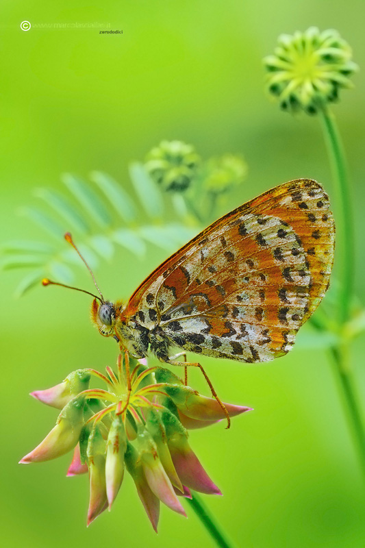 Melitaea didyma (Esper 1779)