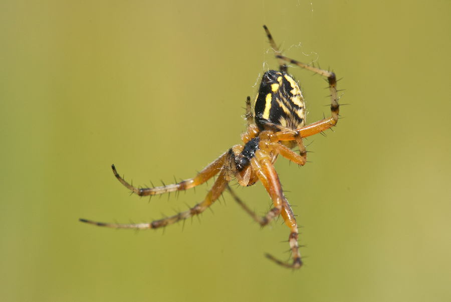 Agguato tra le spighe