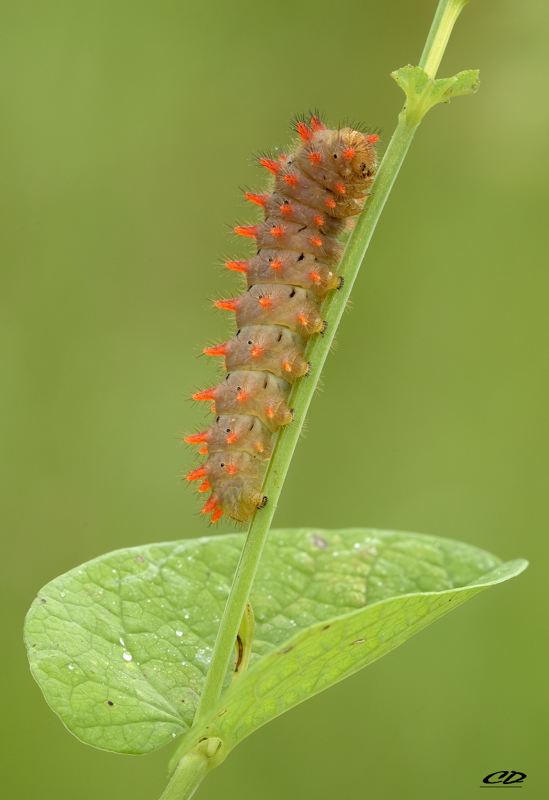 zerynthia cassandra...