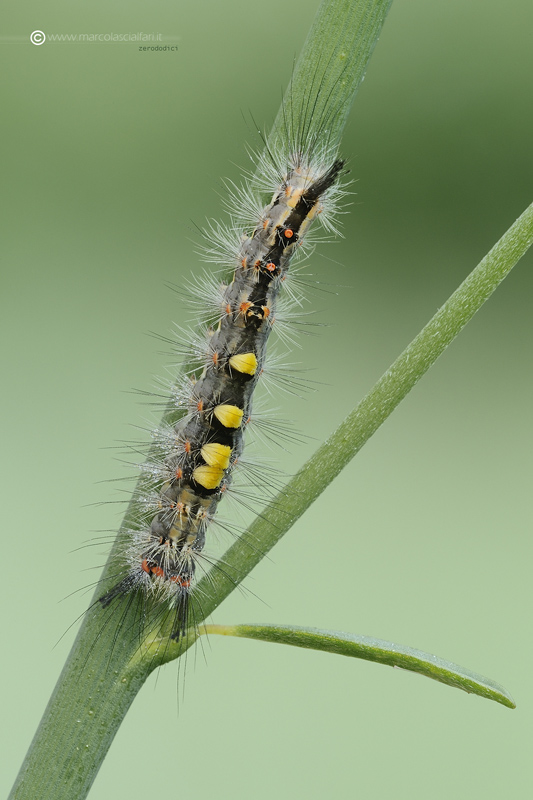 Orgyia antiqua (Linnaeus, 1758)
