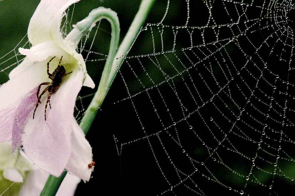 Gucce di rugiada e padrone di casa
